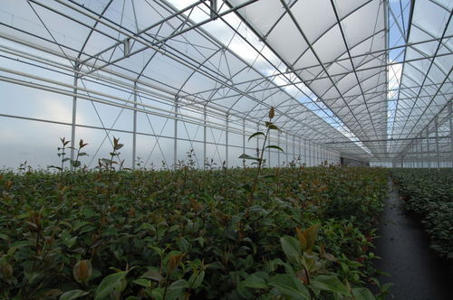Steel Top Ventilation Multispan Greenhouse, Feature : Eco Friendly