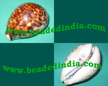 Kauri shell or kaudi shell