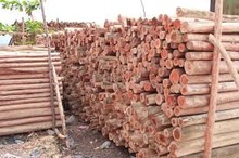 Round casuarina poles, Color : wood colour