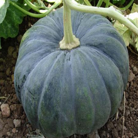 MARUTI - 7888 F1 HYBRID PUMPKIN SEEDS