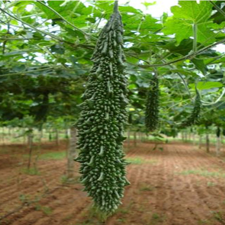 MARUTI BITTERGOURD SEEDS ABHISHEK F1 HYRBID