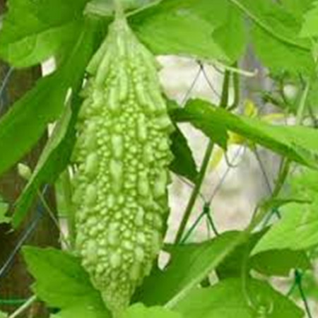 MARUTI - BITTERGOURD SEEDS NISHAN F1 HYBRID