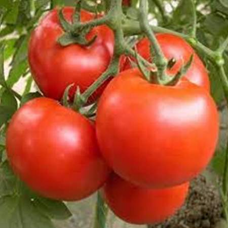 Maruti - Tomato Seeds MS-61 F1 Hy