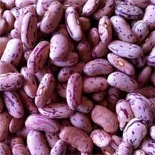 purple speckled kidney bean