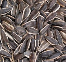PAPO Common sunflower seed, for Eating, Packaging Type : 25/50kg Pp Woven Bag