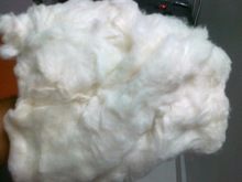 Raw cotton Fiber