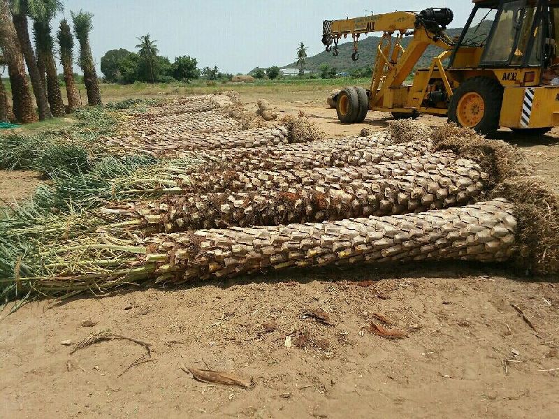 date palm trees