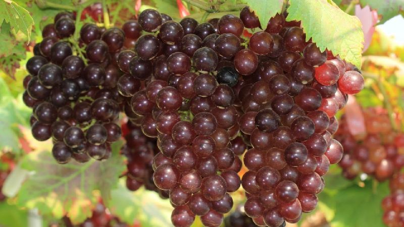 grapes