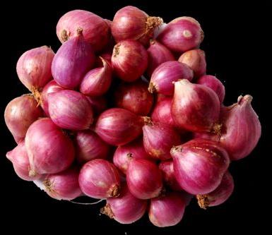 Organic Fresh Small Onion, for Cooking, Enhance The Flavour, Human Consumption, Packaging Type : Net Bags