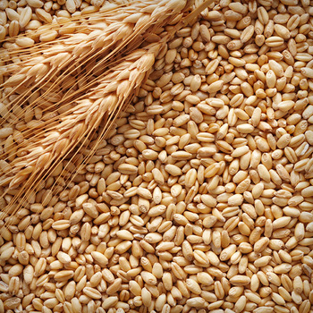 Wheat Bran Animal Feed