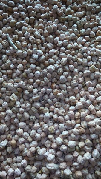 Chickpeas Seed