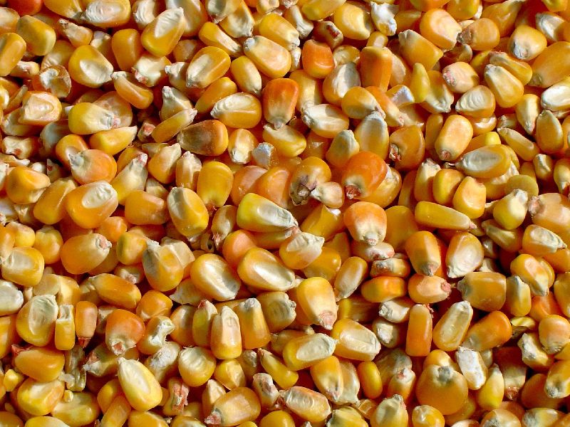 Food Grade Maize Seeds