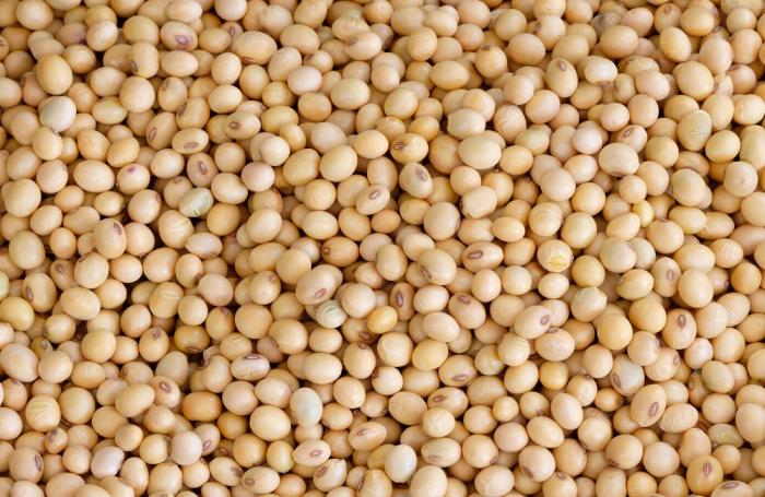 Natural Soybean Seeds