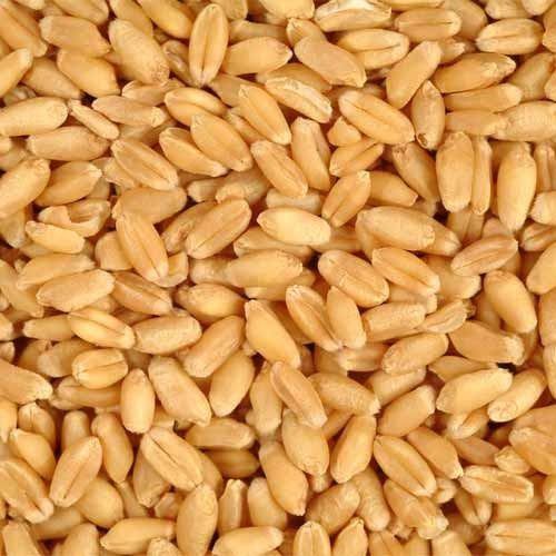 Organic Raw Wheat Seeds, for Chapati, Khakhara, Purity : 98%