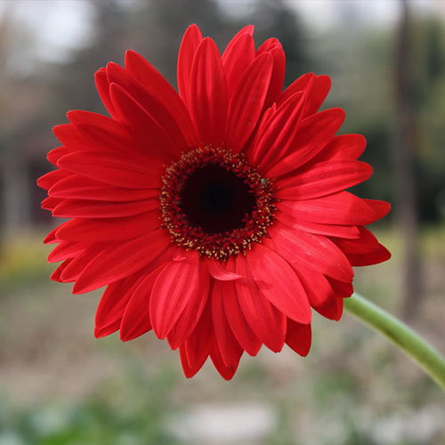 Red Gerbera Flowers