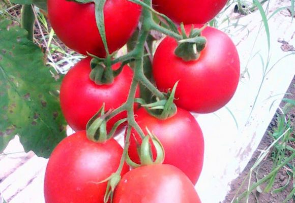 Organic Rz F1 Peradur Tomato, Color : Red