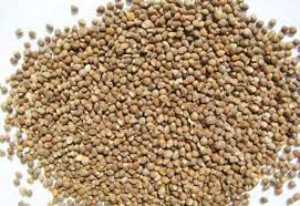 Organic Barnyard Millet Seeds, for Cattle Feed, Cooking, Variety : Natural