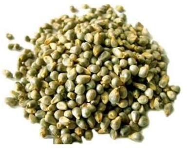 Green Millet Seeds