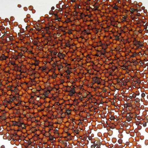 Organic Ragi Seeds, for Cattle Feed, Packaging Type : Gunny Bag, Plastic Bag