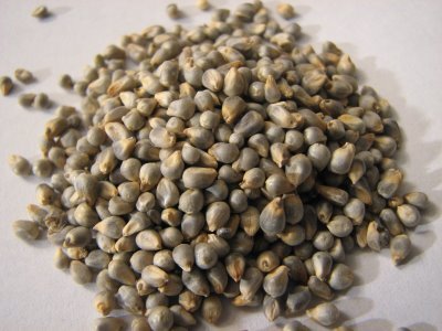 Natural Pearl Millet Seeds, For Cattle Feed, Style : Dried