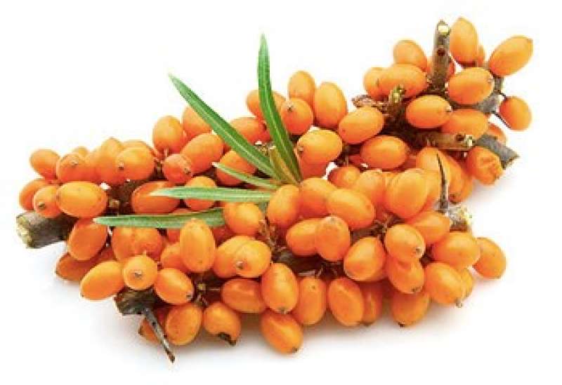 Organic Sea Buckthorn