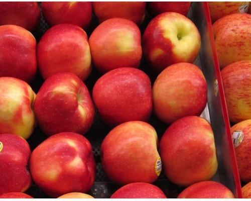 Organic fresh apple, Packaging Type : Foam Net