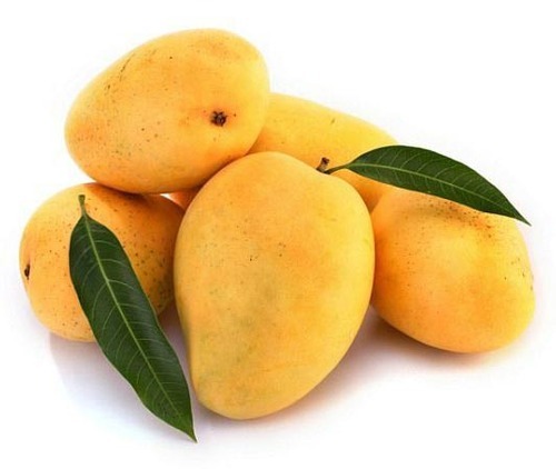 Organic Fresh Mango,fresh mango, Color : Yellow