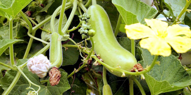 Organic Natural Bottle Gourd, Color : Green