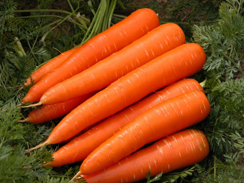 Natural Carrot