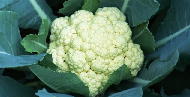 Organic Natural Cauliflower
