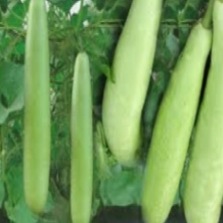 Organic Bottle Gourd