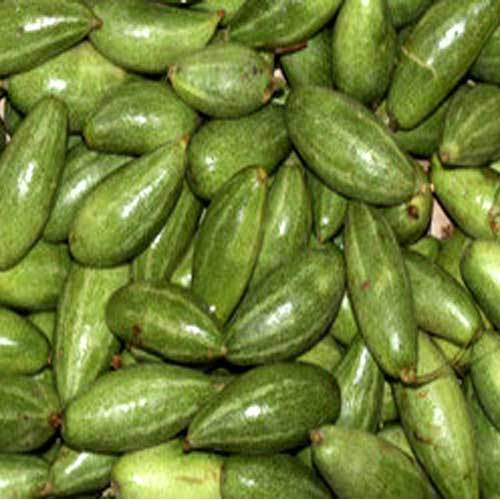 Organic Parwal, Feature : Good for Health