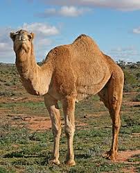 Live Camel