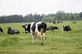 Live Cows