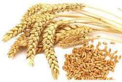 Natural Wheat Seed