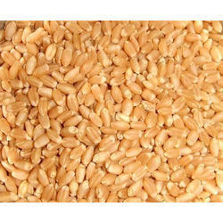 Whole Wheat Seed