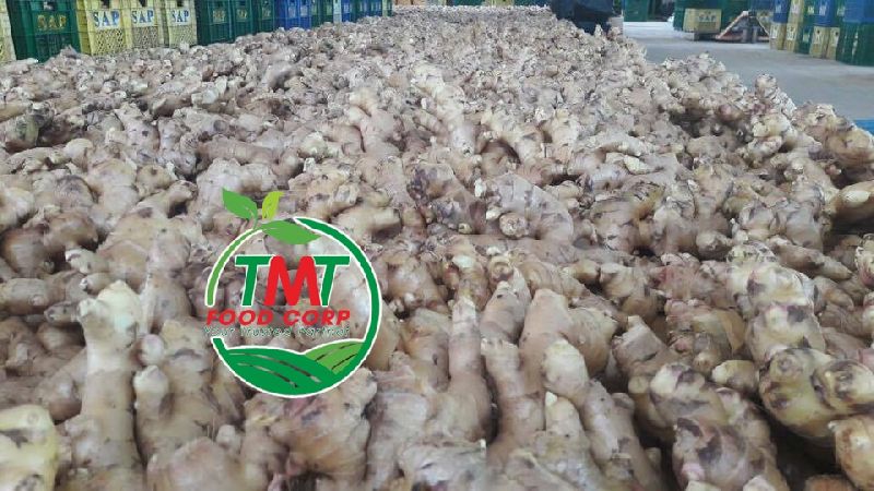 TMT FOODS Common fresh ginger, Packaging Size : 100 – 150 gram up
