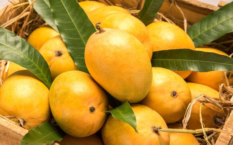 Common Fresh Mango,fresh mango, for Direct Consumption, Juice Making