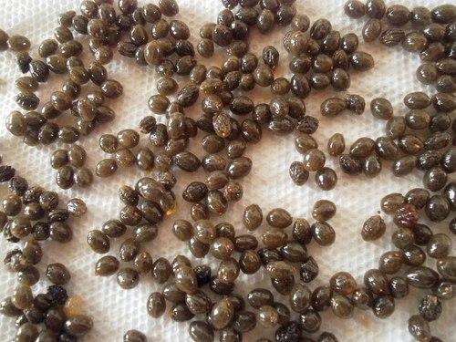 Organic Carica Papaya Seeds, Feature : Good Supplying Of Vitamins