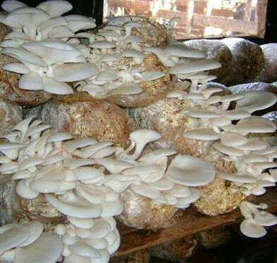 Common Fresh Oyster Mushroom Spawn, Color : Creamy