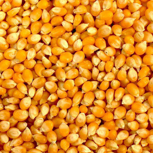 Natural Corn Seeds