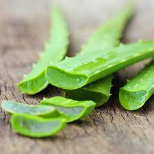 aloe vera fresh leaves