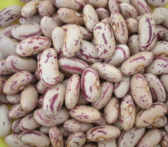 Sugar Beans by Ecotex import and export pty ltd, sugar beans from
