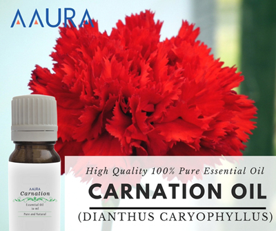 Carnation Essential Oil