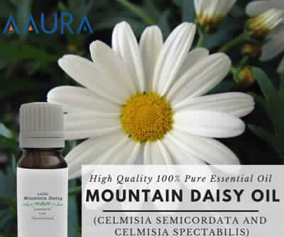 Mountain Daisy Essential Oil