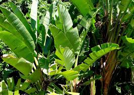 Banana Leaf Extract