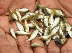 Cyprus Fish Seeds