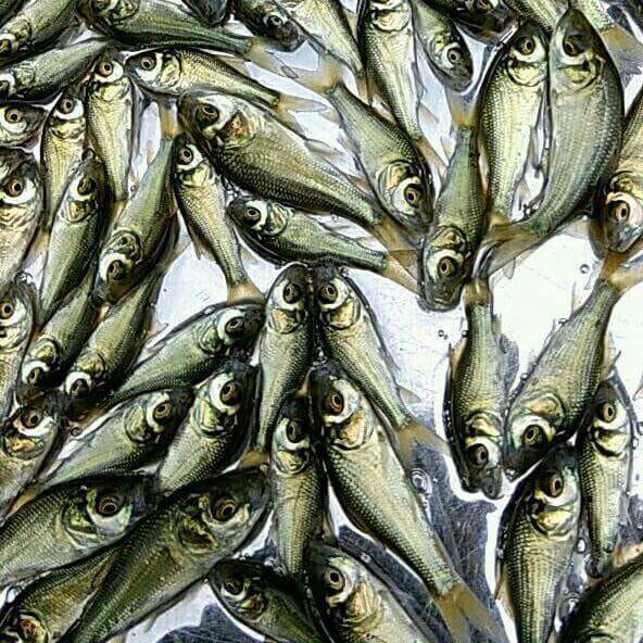 Katla Fish Seeds, Style : Fresh