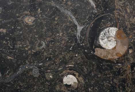 Fossil Brown Marble