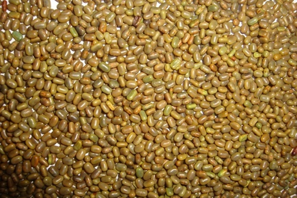 Sesbania Seeds